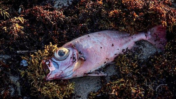 fl-1539196574-7wpap9t4ep-snap-image