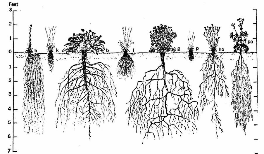 Scientists unlock key to drought-resistant wheat plants with longer ...