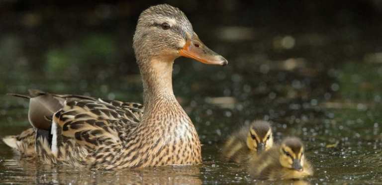 Early-nesting ducks at increased risk due to changes in climate, land ...